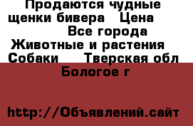 Продаются чудные щенки бивера › Цена ­ 25 000 - Все города Животные и растения » Собаки   . Тверская обл.,Бологое г.